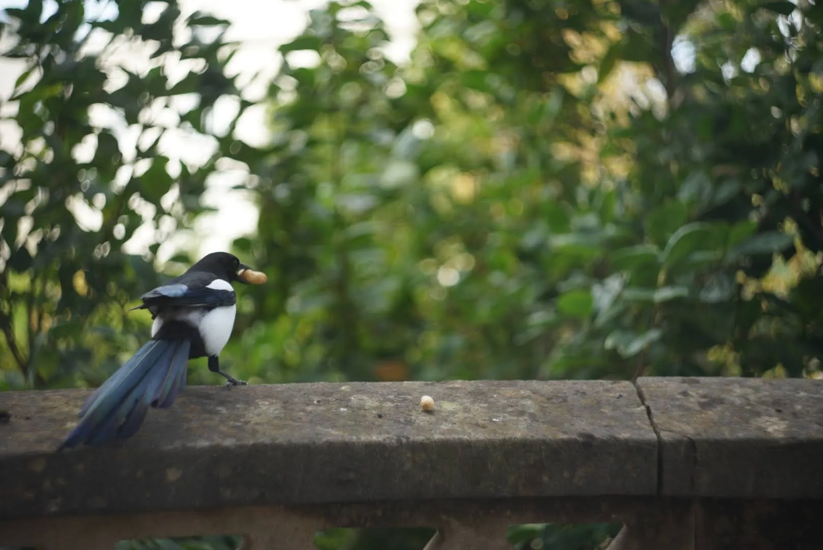 A magpie looking into the flat