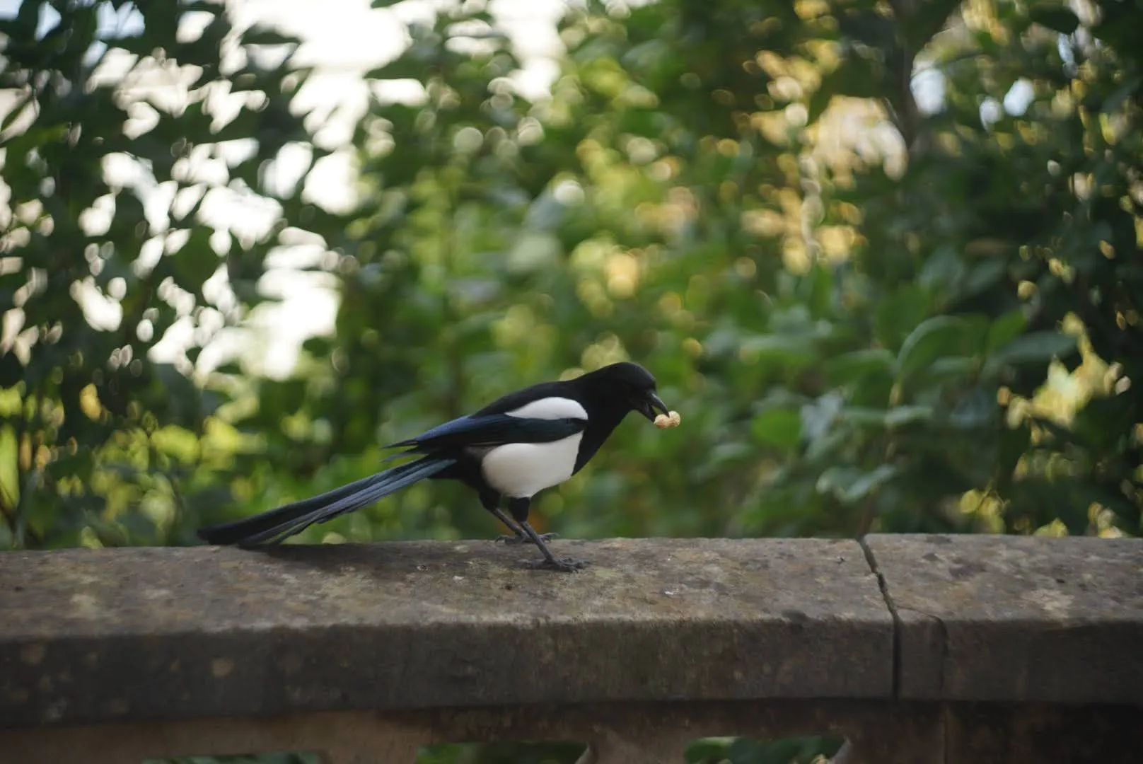 Close-up photo of a magpie outside the flat